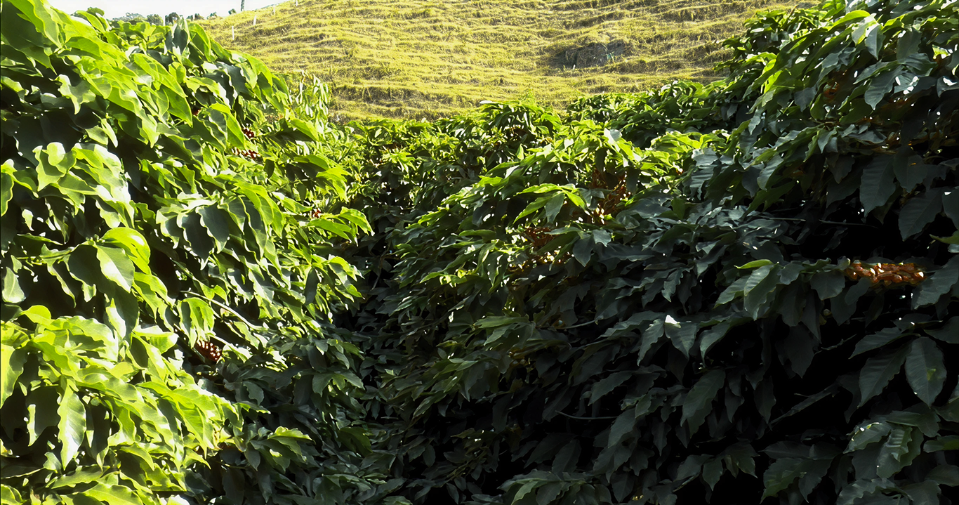 Plantação de café em Ouro Fino-MG